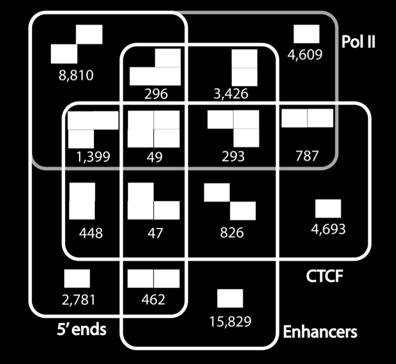 RNA Pol II Sites 19,669 (40%) 6,562 (67%) Putative Enhancers 21,228 (43%) 3,431 (35%) CTCF Sites