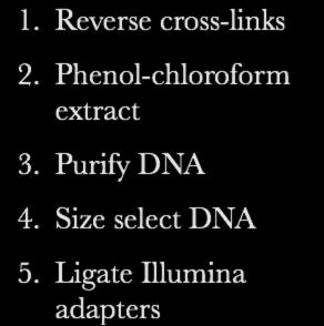 Origin of Input DNA from Nuclear Lysate 1. Reverse cross-links 2. Phenol-chloroform extract 3.