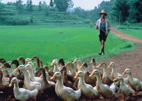 Rapid Evolution of H5N1 in Ducks Long term shedding despite antibody