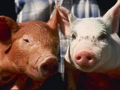 Does H5N1/04 Replicate and Transmit in Pigs?