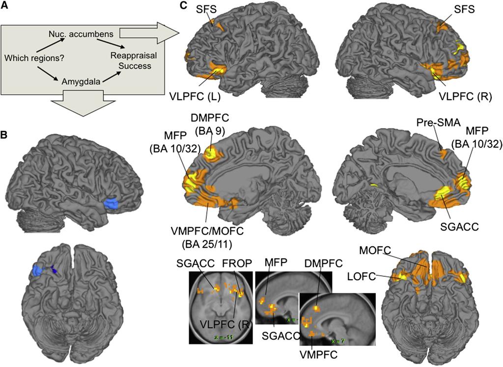 Neuron Mediated PFC-Emotion Pathways in Reappraisal Figure 6.