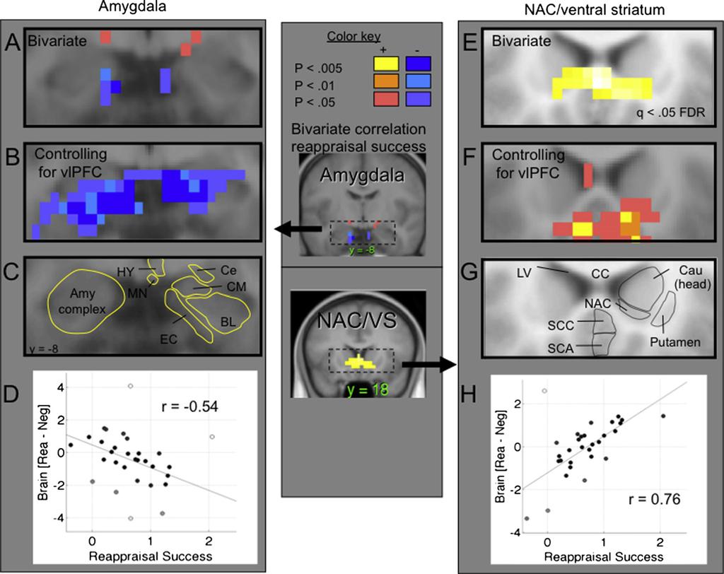 Neuron Mediated PFC-Emotion Pathways in Reappraisal Figure 4.