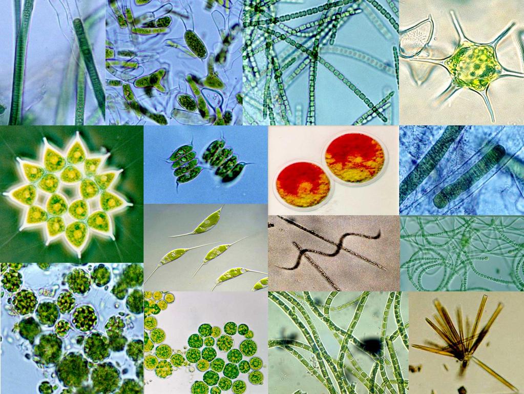 Microalgae: 1000 strains Thailand Institute