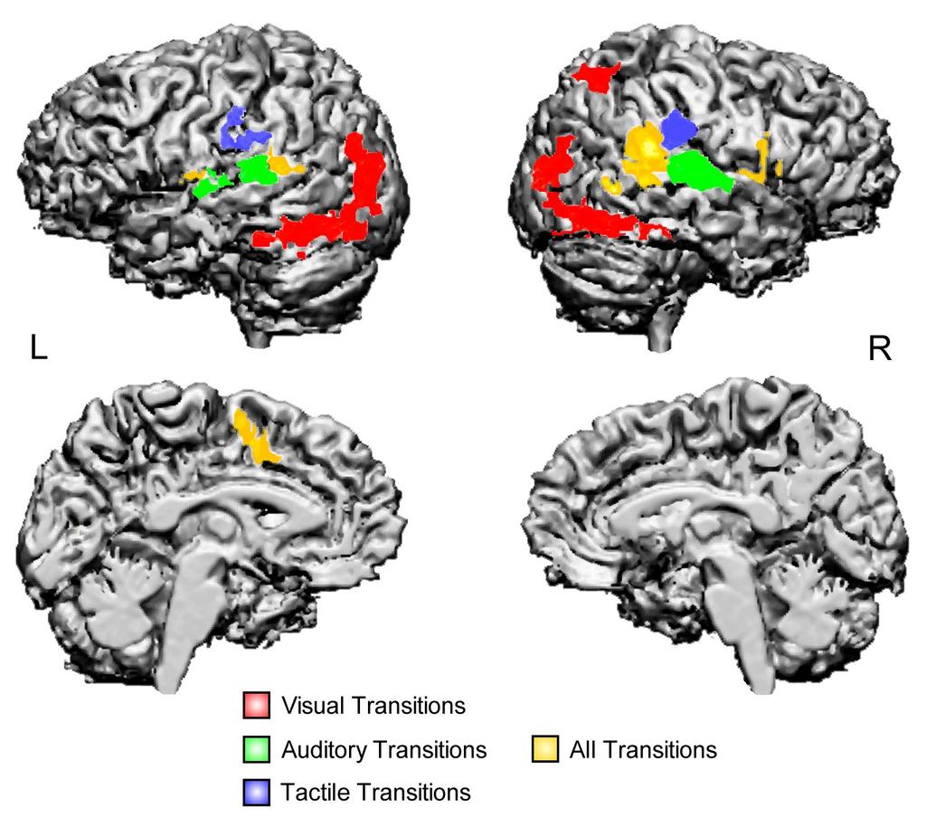 Figure 2. Surface rendering of rain regions activated y transitions of the visual, auditory, and tactile stimuli in Study I.