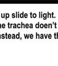 Trachea: