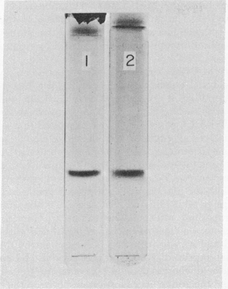 Although homogeneous preparation was obtained from normal Pi-MM blood after the Sephadex gel filtration step, the preparation of variant A1AT-ZZ was not homogeneous at this step.