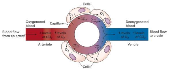 Respiratory Physiology Review Capillary/Cellular Exchange (Internal Respiration)