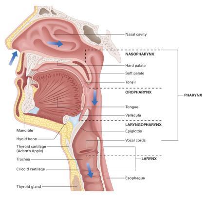 Respiratory System Review Back to Topics Anatomy of