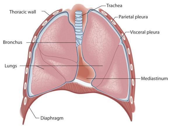 Anatomy of the Respiratory System The