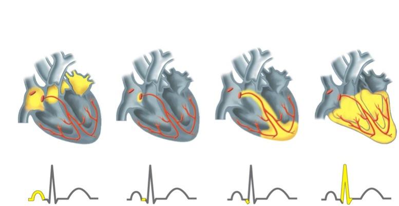 The heart contracts and relaxes in a rhythmic cycle called the cardiac cycle The contraction, or pumping, phase is called systole The relaxation, or filling, phase is called diastole The heart rate