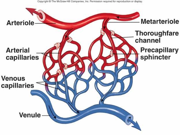 Vertebrates have closed circulatory systems Arteries Branch into arterioles Capillary beds carry blood to capillaries Networks of