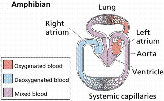 Systemic V Systemic capillaries Systemic capillaries Systemic capillaries Double Circula/on Oxygen- poor blood Flows to lungs to pick up oxygen Rep/les and mammals Pulmocutaneous Oxygen- poor blood