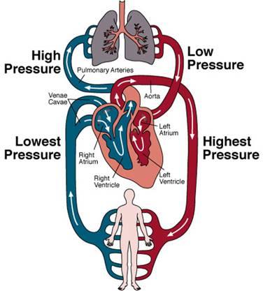 Mammalian Circula/on Blood returns to the heart Through the superior vena cava blood from head, neck, and