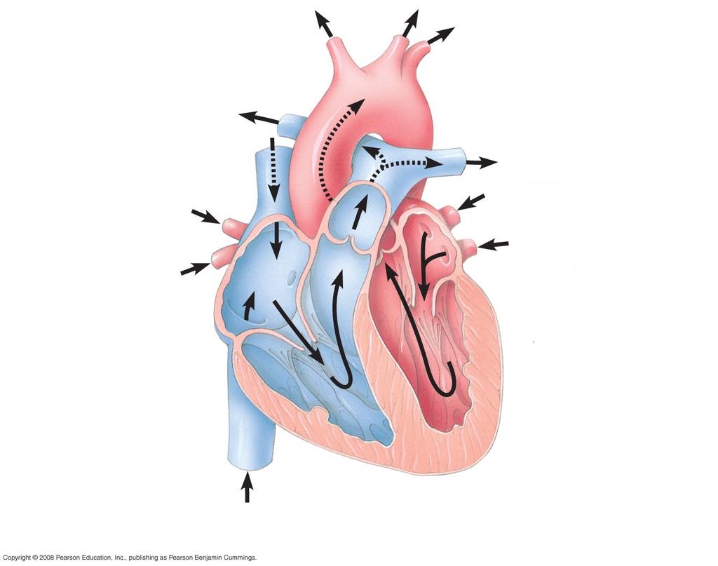 Capillaries of left lung 3 2 4 3 11 vein atrium 10 1 5 vein atrium ventricle ventricle Inferior vena cava