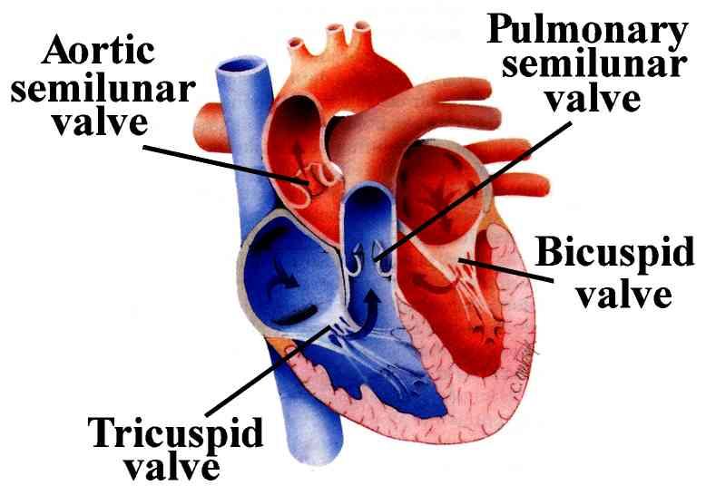 stroke volume Cardiac Cycle Four valves prevent backflow of blood in the heart