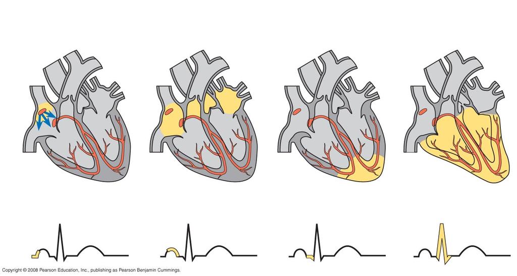 Fig. 42-9- 5 1 Pacemaker generates wave of signals to contract. 2 Signals are delayed at AV node. 3 Signals pass to heart apex. 4 Signals spread throughout ventricles.
