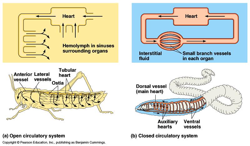 A gastrovascular cavity is for invertebrate organisms with many cell layers such as (clams, snails, octopi and squid).