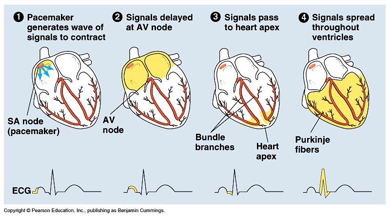 #1) The heart relaxes and fills with blood. Atrial and Ventricular. valves close and blood hits the closed valves. This is the sound. #2) The heart s atria squeeze out the blood and become empty.
