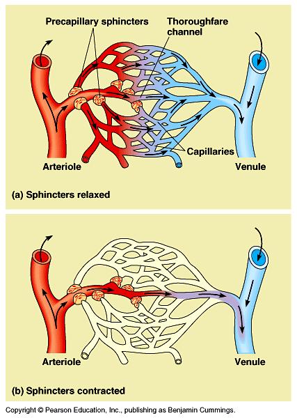 Blood is able to return to the heart via the veins as a result of A) veins being squeezed whenever we move our muscles (voluntary movement) B) muscle contractions that line the vessels (involuntary