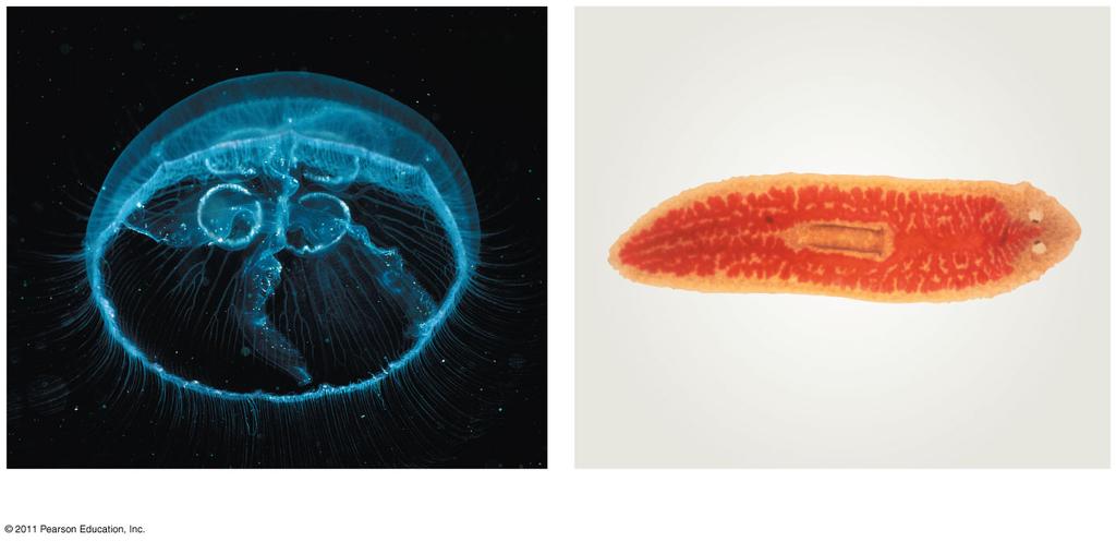 Simple animals (like cnidarians) have a body wall only two cells thick with a gastrovascular cavity (functions in both digestion and
