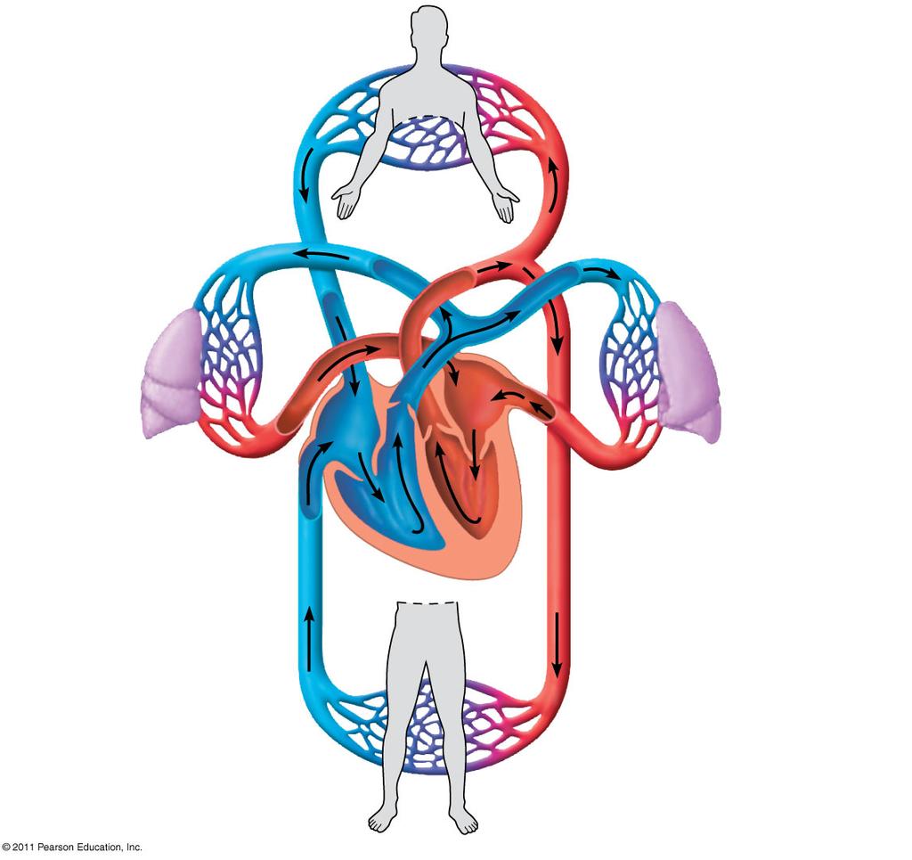three chambered heart with two atria and one ventricle Atrium (A) Lung and skin Atrium (A) Ventricle pumps blood into a forked artery and splits the output into pulmocutaneous circuit and systemic