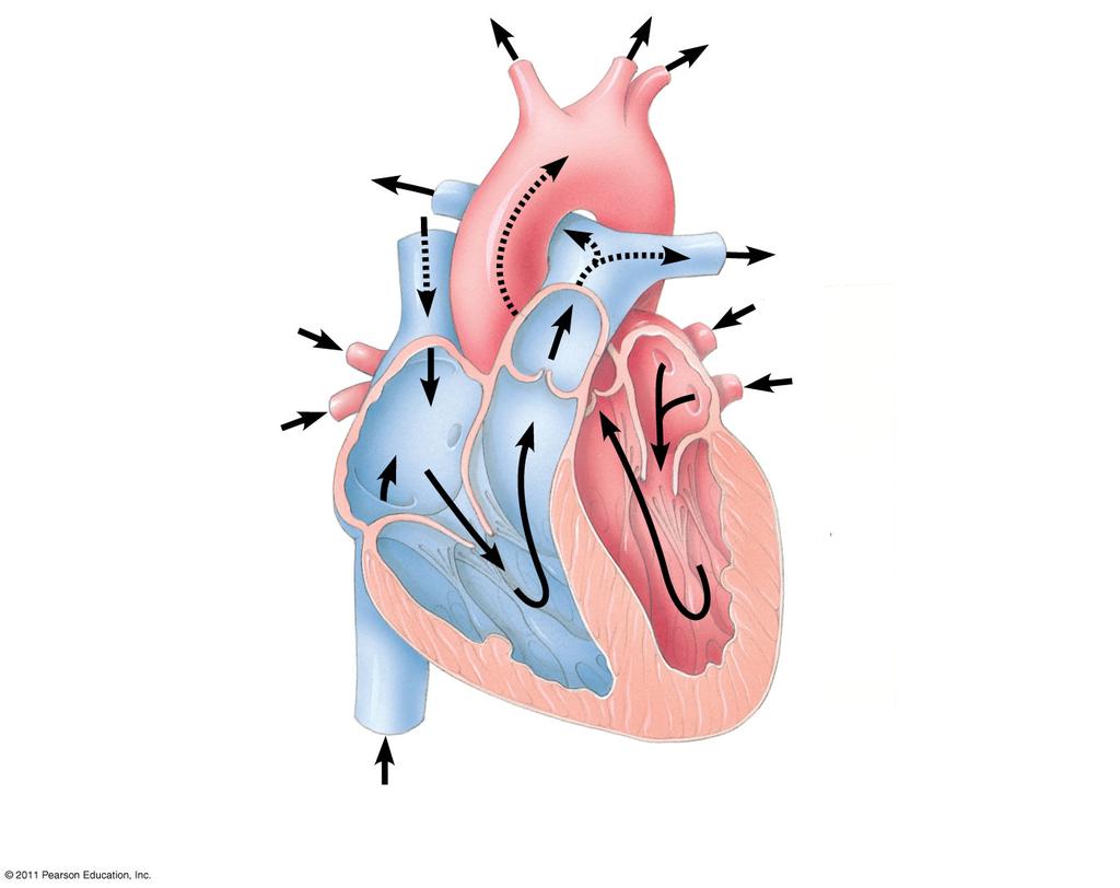 Mammalian Heart Contract and relaxes in a rhythmic cycle called the cardiac cycle artery Right atrium Semilunar valve Aorta artery atrium Semilunar valve Systole - contraction/ pumping phase