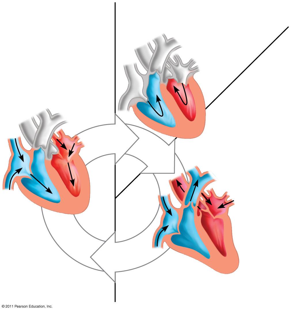 diastole ventricle Atrioventricular valve Cardiac output - volume of blood pumped into the systemic circulation per minute.1 sec.3 sec.4 sec Figs. 4.7 & 4.