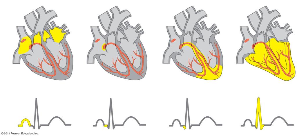 rate and timing at which all cardiac muscle cells contract (influenced by nerves, hormones, body temperature, and exercise) Impulses from the SA node travel to the atrioventricular (AV) node