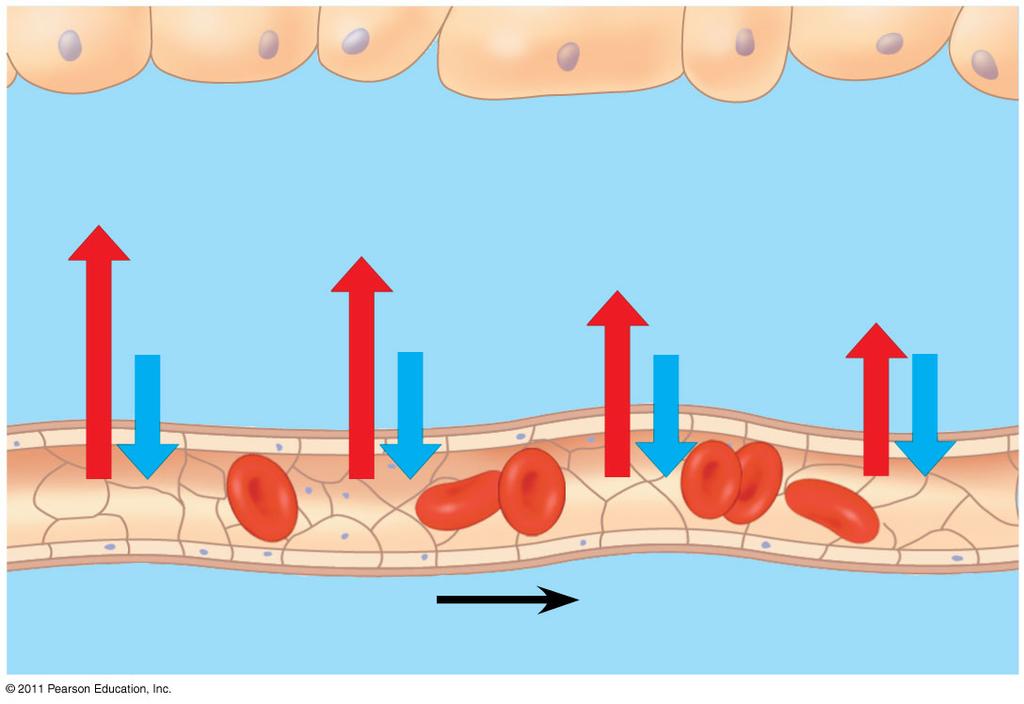 Critical exchange of substances between the blood and interstitial fluid takes place in the thin endothelial wall of the Arteriole Venule (b) Sphincters contracted Fig. 4.