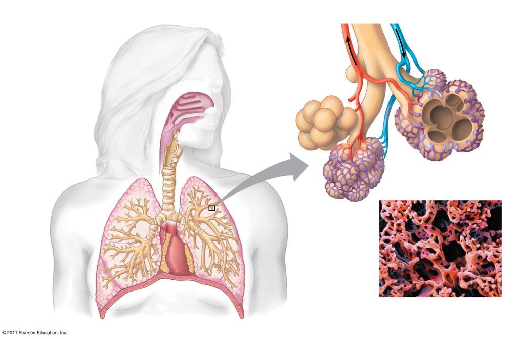Lungs Spiders, land snails, and most terrestrial vertebrates have internal lungs System of branching ducts that conveys air to the lungs Air passes through the nostrils passes through the pharynx,