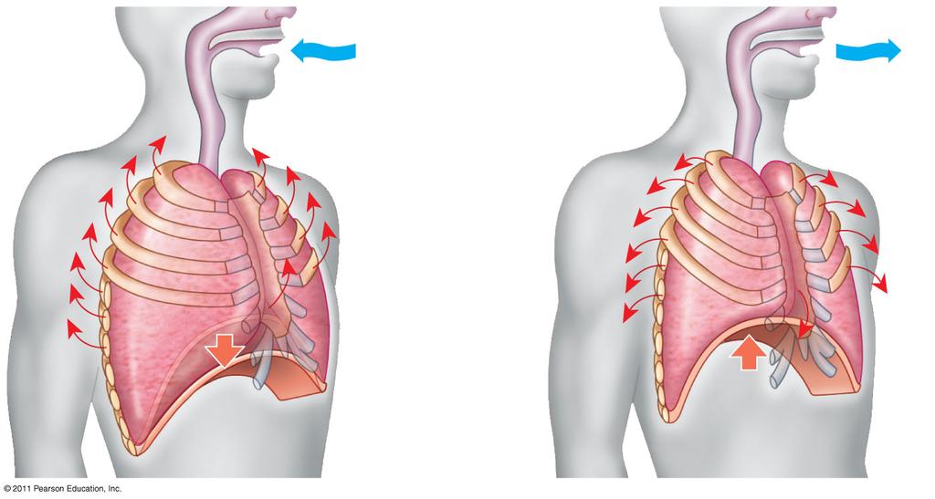 bronchiole Branch of pulmonary artery (oxygen-poor blood) Alveoli 5 µm Bronchiole Diaphragm (Heart) Dense capillary bed enveloping alveoli (SEM) Fig. 4.