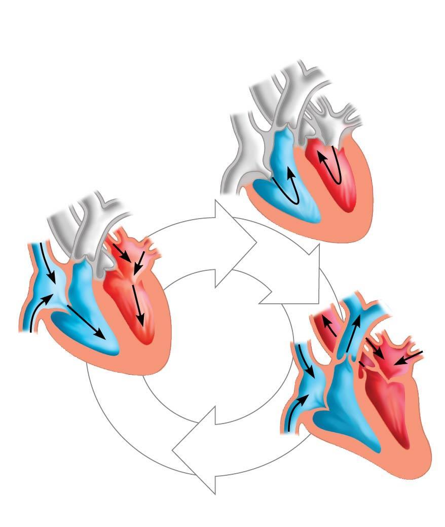 The heart contracts and relaxes in a rhythmic cycle called the cardiac cycle The contraction, or pumping, phase is called systole The relaxation, or filling,