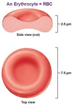 Erythrocytes Red blood cells, or erythrocytes, are the most numerous blood cells They contain hemoglobin, the