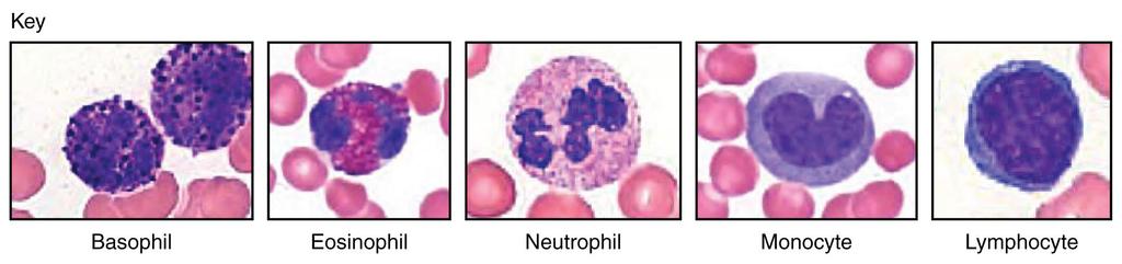 Leukocytes There are 5 major types of white blood cells, or leukocytes: monocytes, neutrophils, basophils, eosinophils, and lymphocytes They function in defense