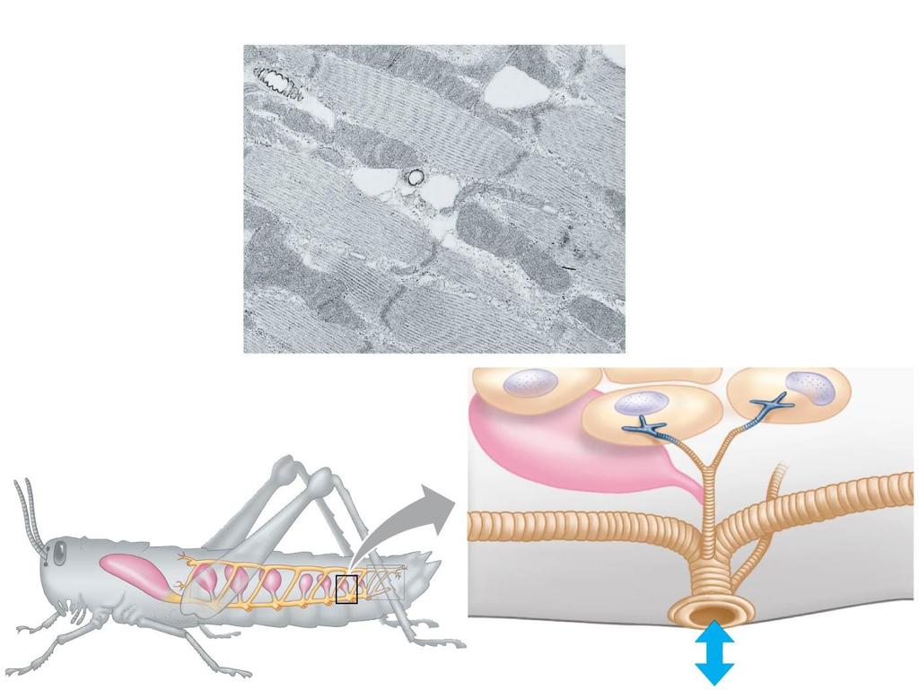 2.5 µm Tracheal Tracheoles Systems Mitochondria Muscle in Insects fiber The tracheal system of insects consists of a network of branching tubes
