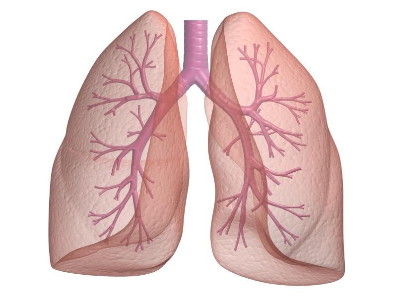 Lungs Lungs are an infolding of the body surface The circulatory system (open or closed) transports gases
