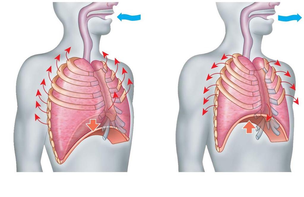 Figure 42.27 Rib cage expands as rib muscles contract. Rib cage gets smaller as rib muscles relax.
