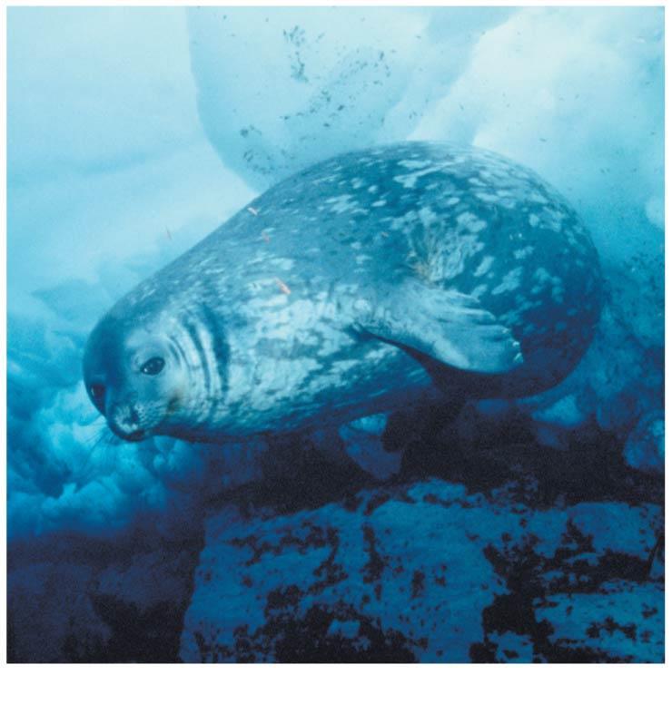 Respiratory Adaptations of Diving Mammals Diving mammals have evolutionary adaptations that allow them to perform extraordinary feats For example, Weddell seals in Antarctica can