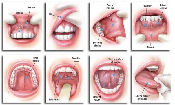 *Slides are included, if you want to check few extra photos refer to them The oral cavity ANATOMY - It is the orifice to digestive & respiratory tracts - It has a diverse microflora, over 300 species