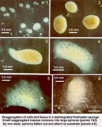 Reproduction Able to reproduce both asexually and sexually Asexual by budding Sexual- no opposite sexes One sponge can produce both sperm and egg cells Sperm