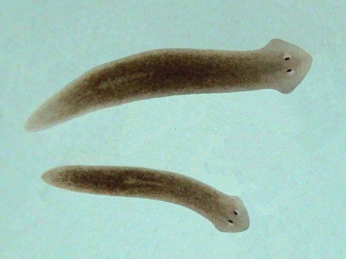 Planarian Free-living flatworm Obtaining Food Scavengers- feed on dead or decaying material Will also attack smaller organisms Eat like vacuum cleaners Glides onto food and slides a