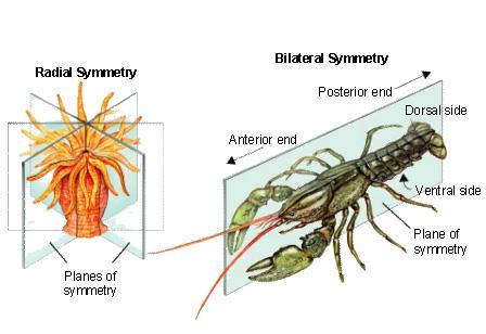 Section 2: Animal Symmetry Symmetry- balanced arrangement of parts Types of symmetry: Bilateral symmetry One line
