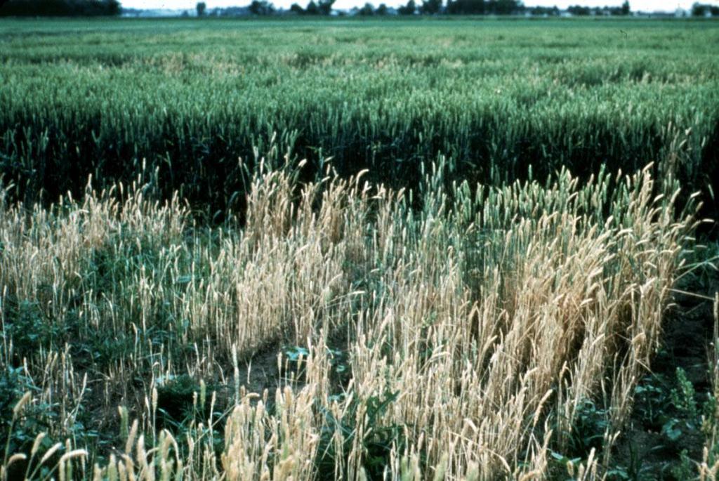 Suppression of take-all can get achieved also by a rotation with oat as a precrop, resulting in a better Mn status of wheat Mn-deficiency enhanced takeall in wheat monoculture Reduced growth due to