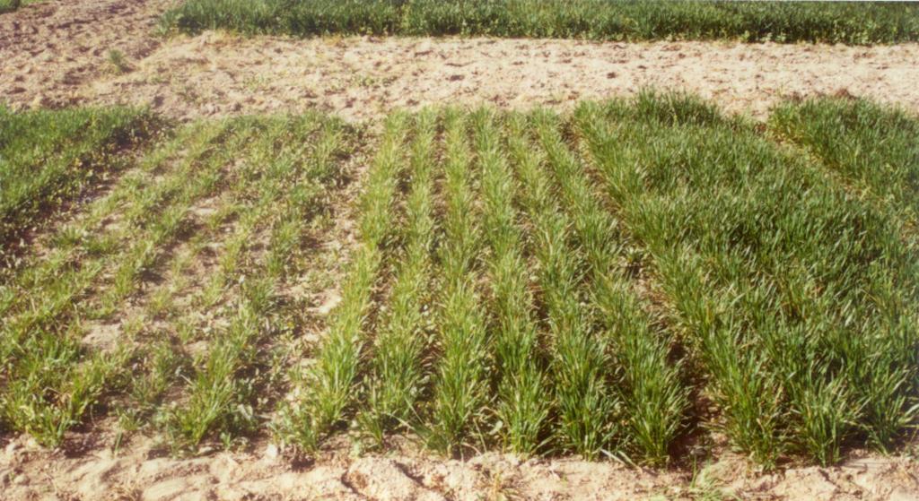 Influence of Seed Zn Content on Growth of Bread Wheat in a Zinc-Deficient Soil in Central