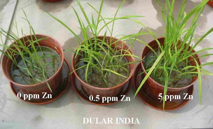 Rice Cultivars Growing