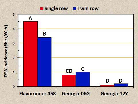 A significant peanut variety x row spacing interaction was noted for TSW (Table 1). Incidence of TSW was higher for Flavorunner 458 planted on single than twin rows (Figure 2).