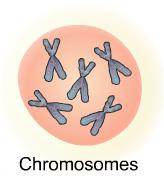 The cause of a cancer in a patient cannot usually be specifically determined. Each cell contains hereditary or genetic materials called chromosomes.