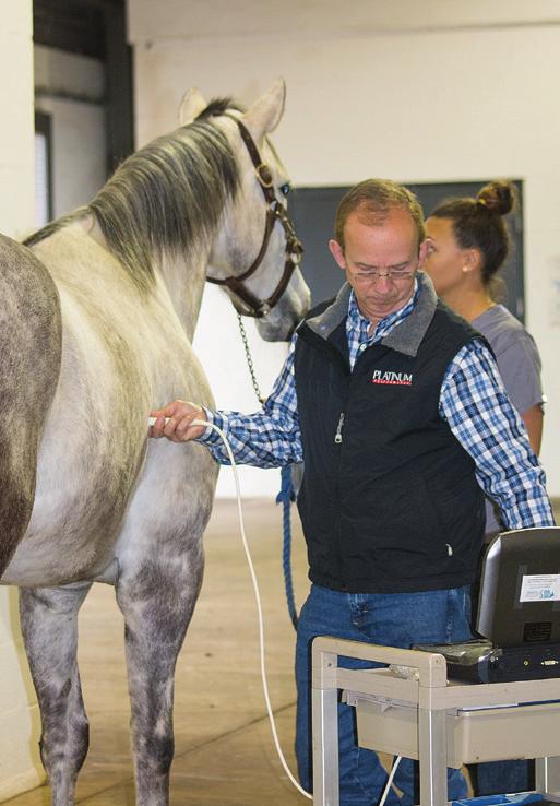 In some horses with severe infections, there might be the need for one to two months of rest prior to resuming training.