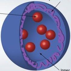 Target Liver Spleen Liposomes Nanospheres