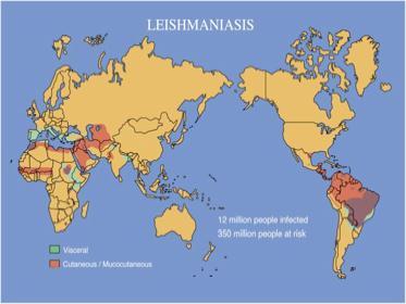 Leishmaniasis-Neglected Disease https://www.msu.